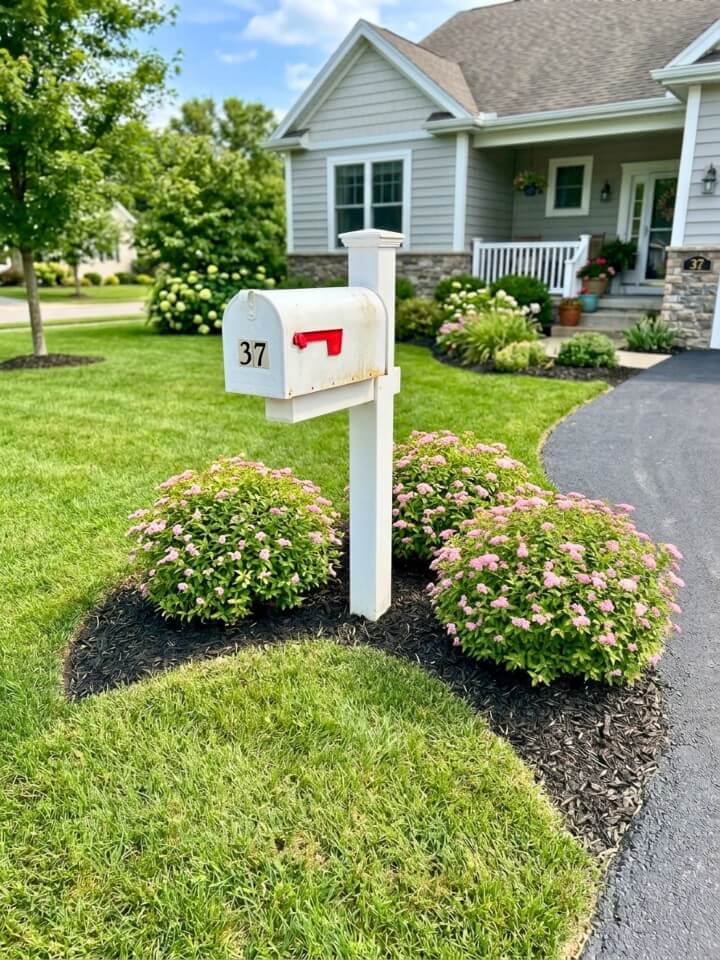 low maintenance dwarf spirea mailbox border