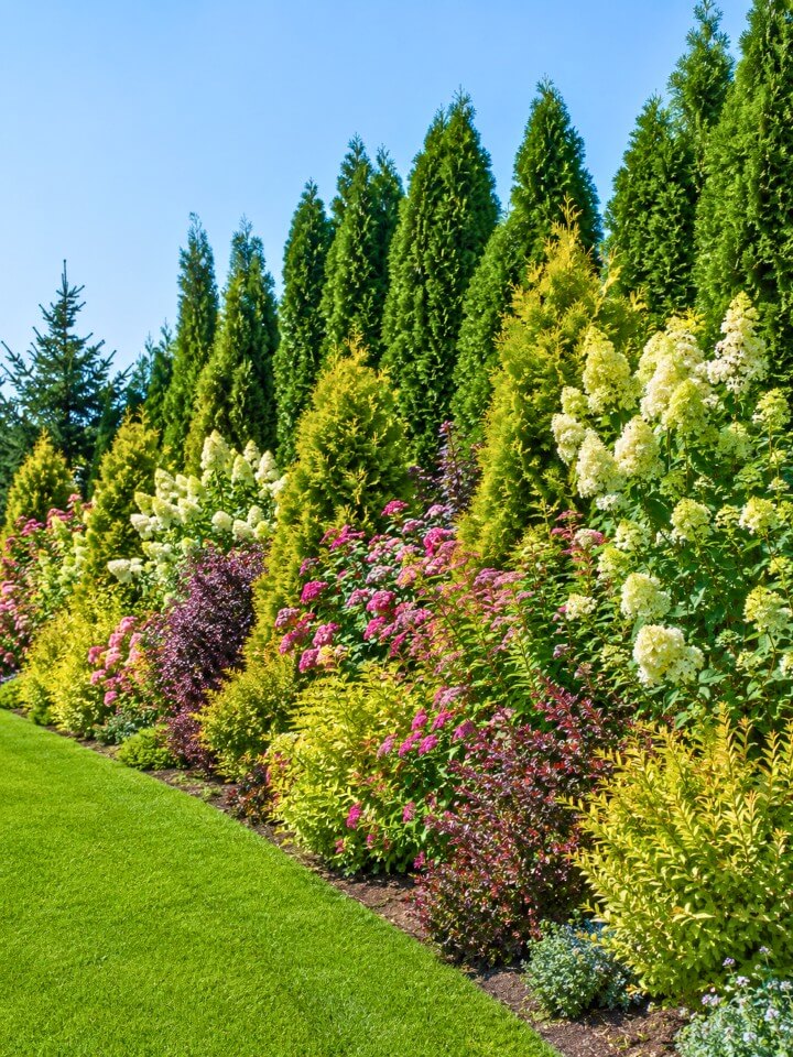 mixed cherry laurel and hydrangea hedge screen