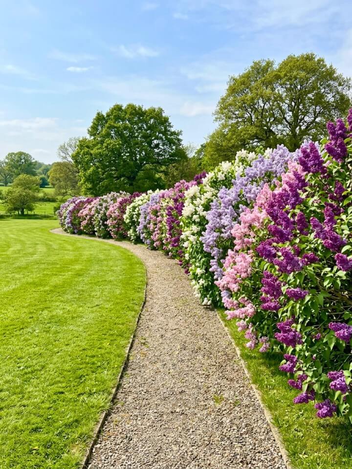 mixed flowering hedge for a colorful landscape