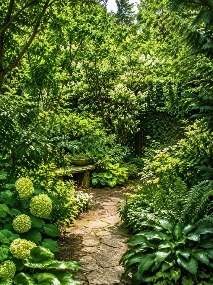 natural native shrub privacy screen
