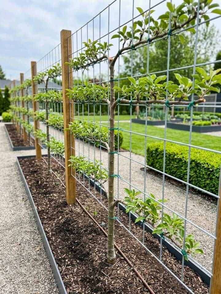 espalier fruit tree training panel