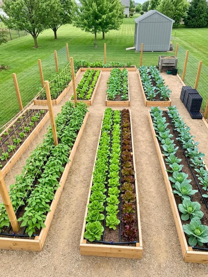 mittleider garden growing method