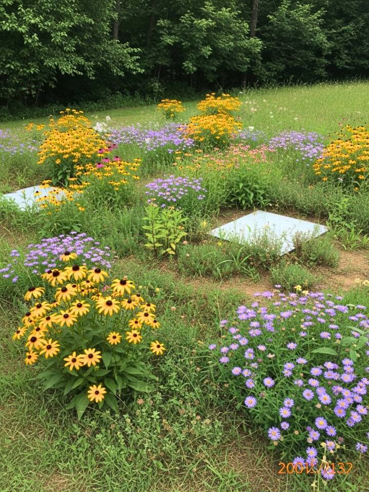native wildflowers for easy seasonal color