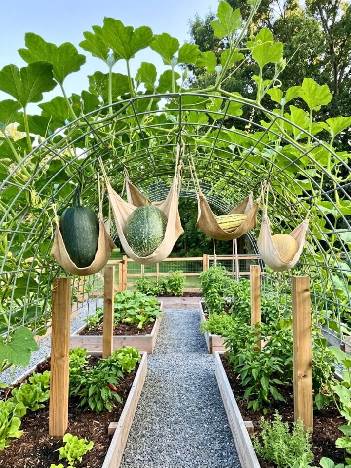 squash melon hammock support trellis