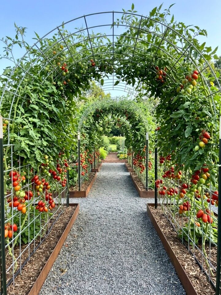 tomato tunnel cattle panel trellis