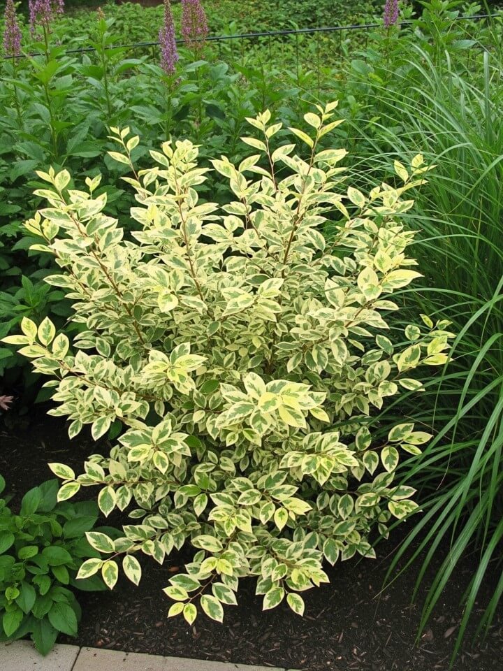 variegated foliage for shady garden corners